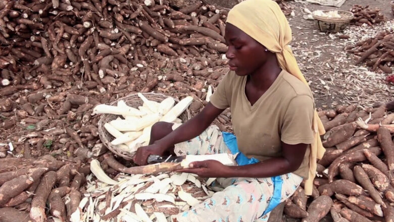 Maximizing Cassava’s Potential: A Sustainable Solution for Livestock Feed