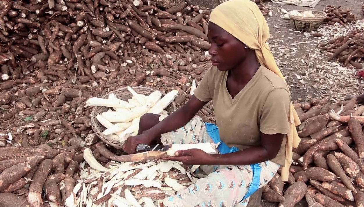 livestock-feed-cassava