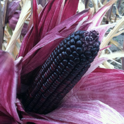 Why More Farmers Should Grow Morado Purple Corn