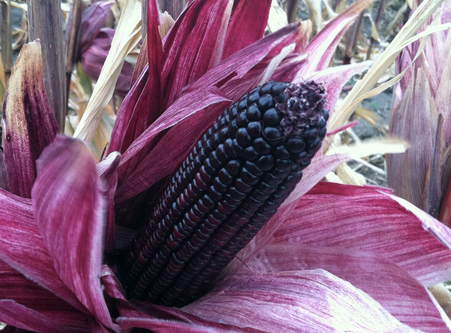 Morado or Purple Corn