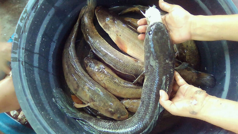 Dalag: 8 Health Benefits of Mudfish, Description, and Side Effects