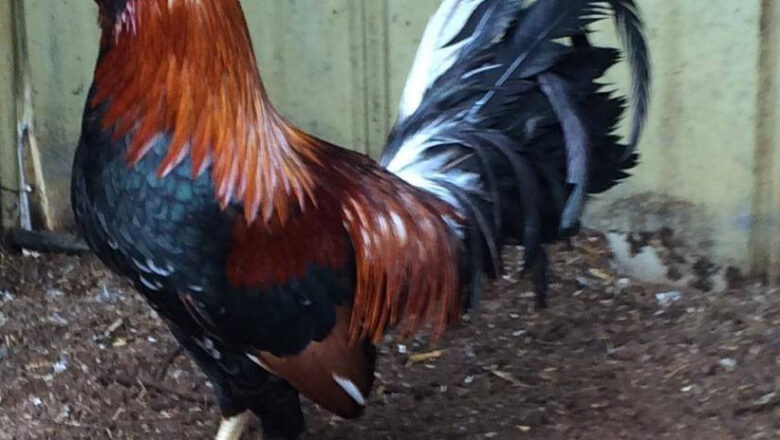 Muff Gamefowl: A Classic Breed with Rich History and Unique Traits