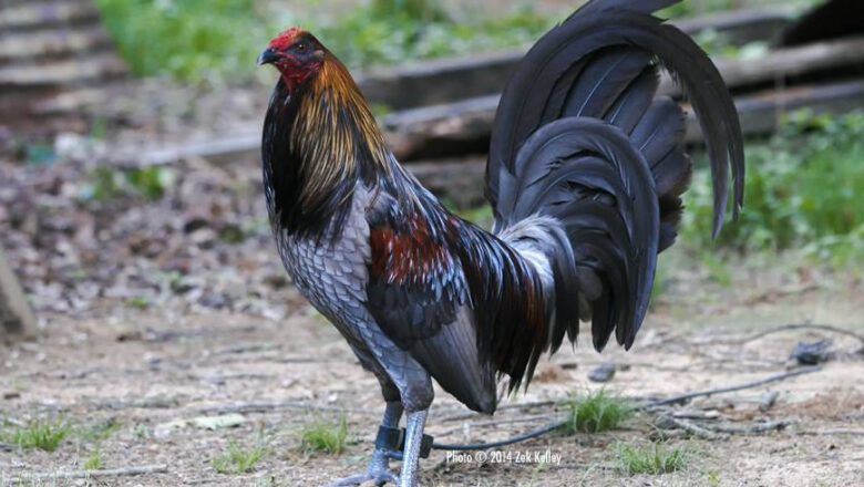 Mug Gamefowl: A Resilient and Revered Gamefowl Breed