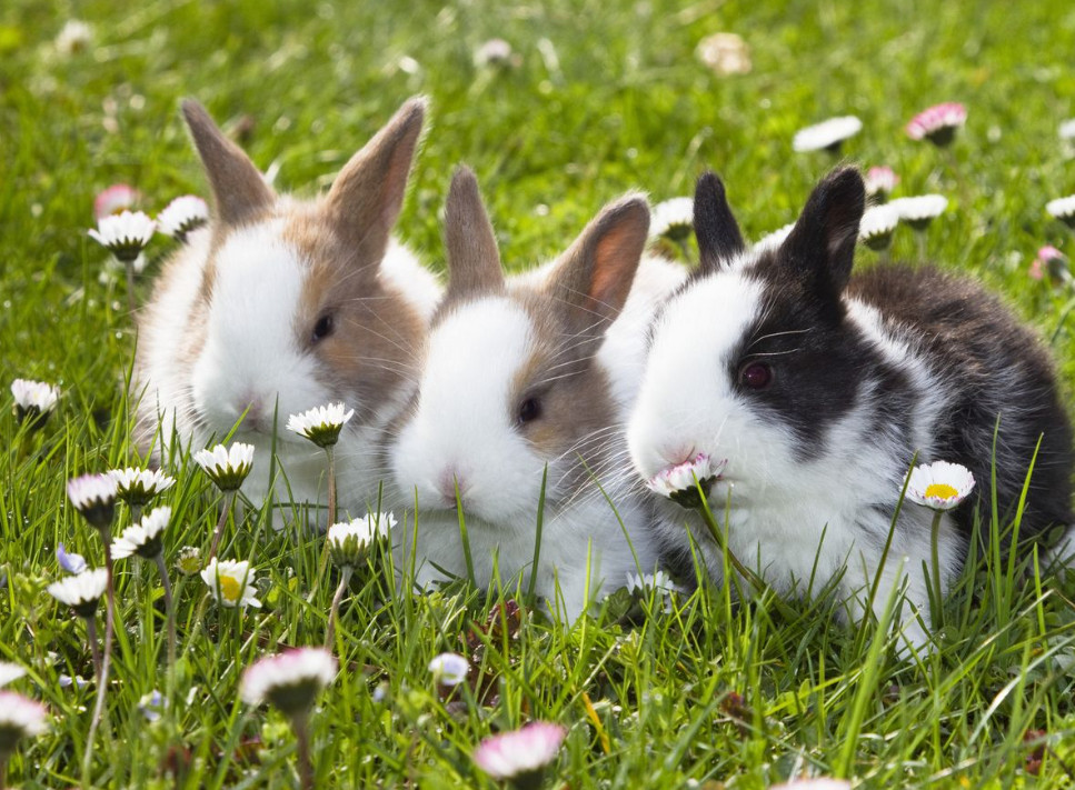 rabbit-breeds
