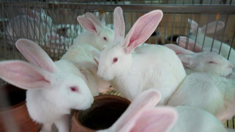 The Potential Profit of Rabbit Farming in the Philippines
