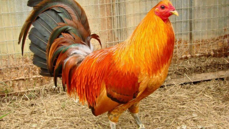 Red Quill Gamefowl History, Fighting Style, and More