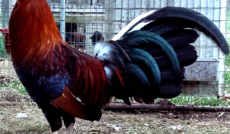 Roundhead Gamefowl Bloodlines History and Fighting Style