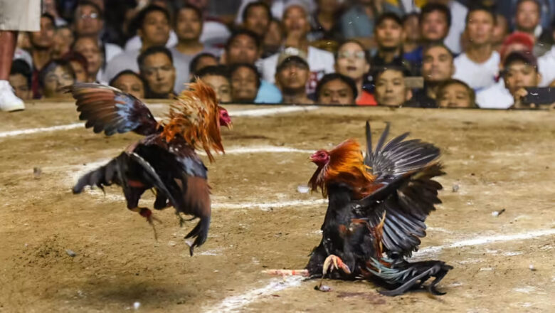 Sabong: Some Facts About Cockfighting in the Philippines