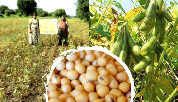 Soybean Farming and Production Guide