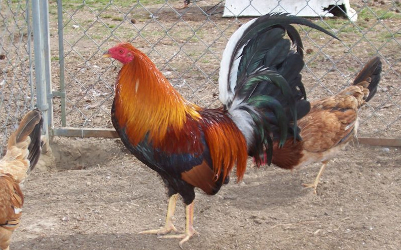 sweater-gamefowl best fighting rooster