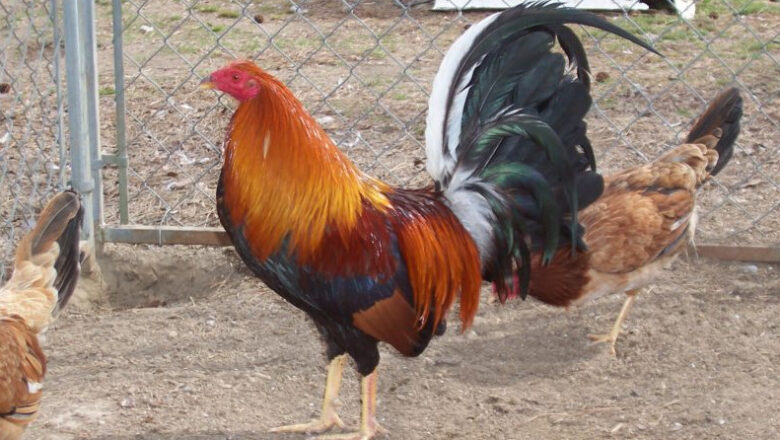 What is Texas Gamefowl Chicken