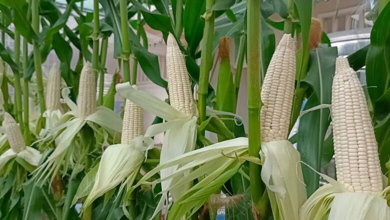 Nurturing Organic White Corn Farming in Ilocos Norte