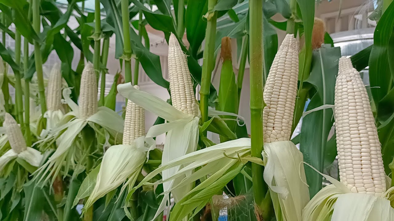 Organic white corn