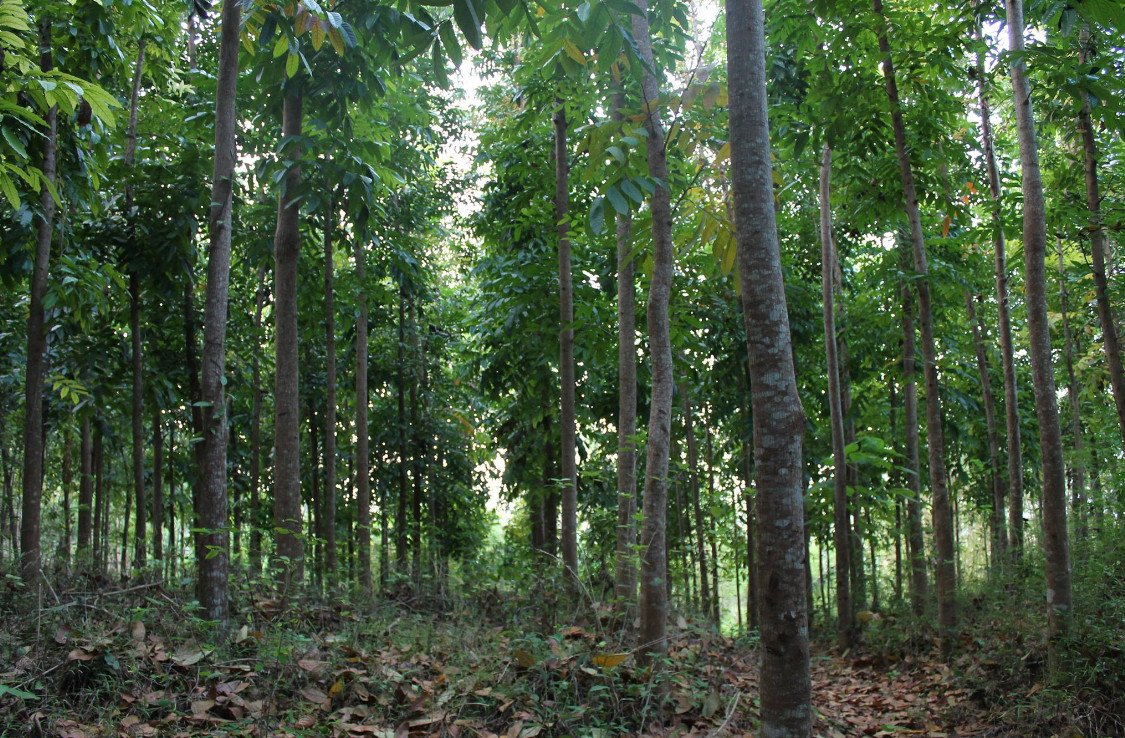 young-honduran-mahogany-trees
