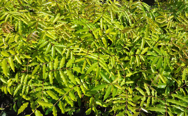 Amugis (Koordersiodendron pinnatum)