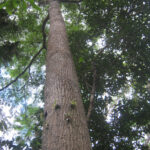 Amugis Tree Description, Characteristics, and Uses