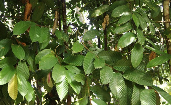 Apitong (Dipterocarpus grandiflorus)
