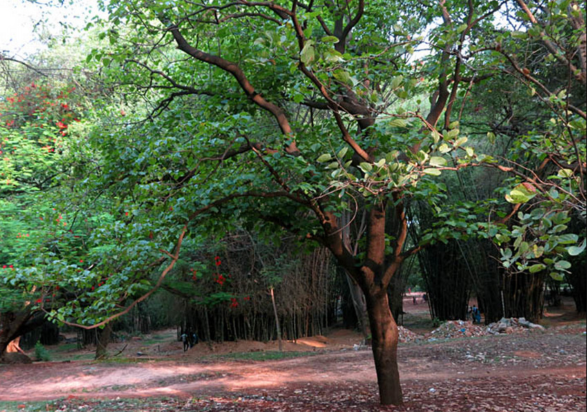 Baguilumbang Tree