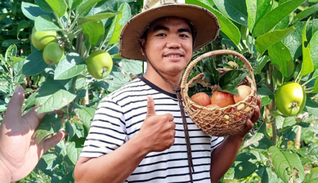 Apple Farming: Can Apple Grow in the Philippines?
