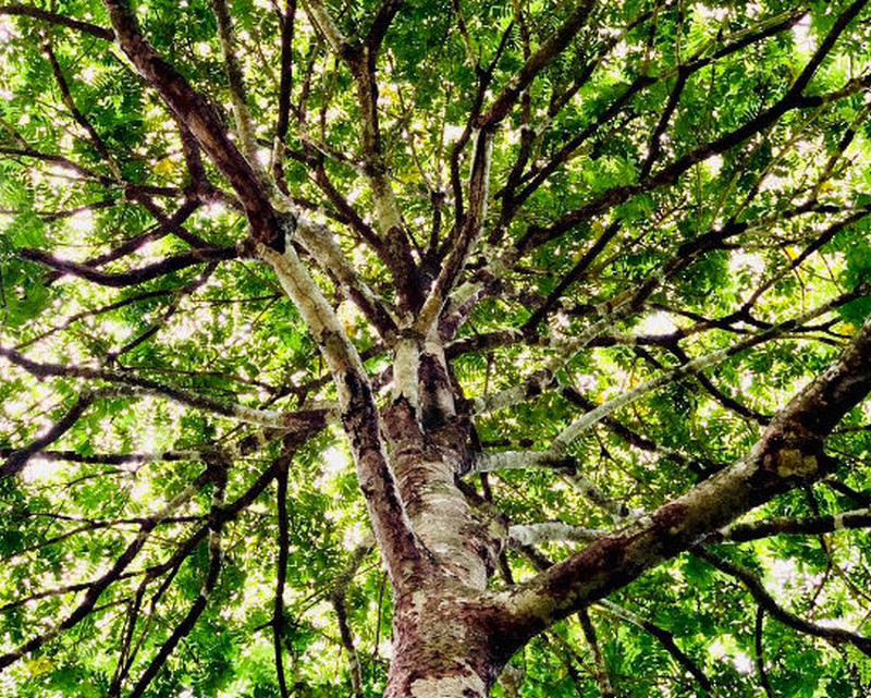Kamagong-Tree-for windbreaks