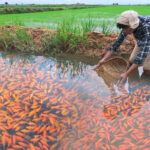Koi Fish Farming: How to Grow Japanese Koi Fish