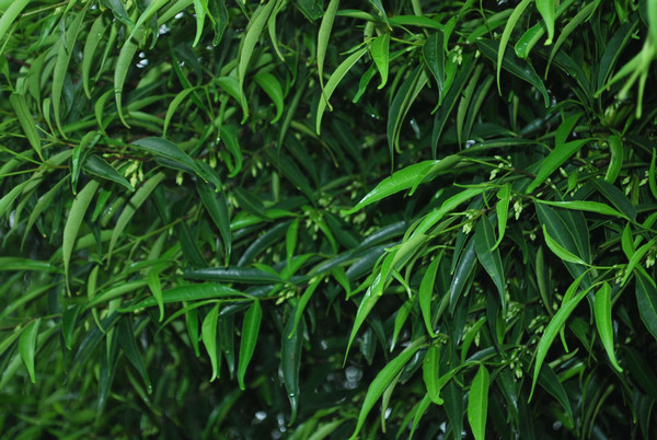 Lanite (Kibatalia gitingensis) - hardwood trees in the philippines