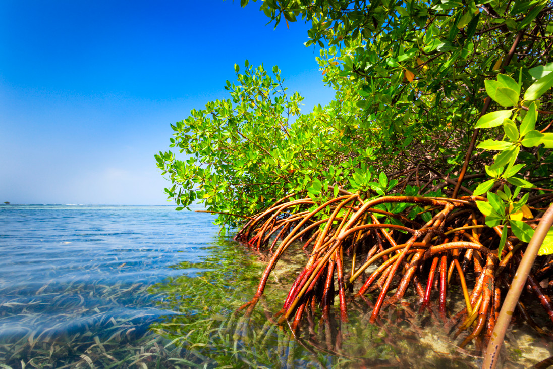 Mangroves - best trees for flood control