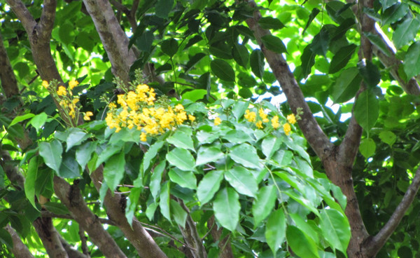 Narra (Pterocarpus indicus)