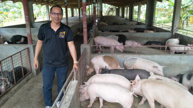 Calabarzon Farmers Receive DA Support to Satisfy Christmas Pork Demand