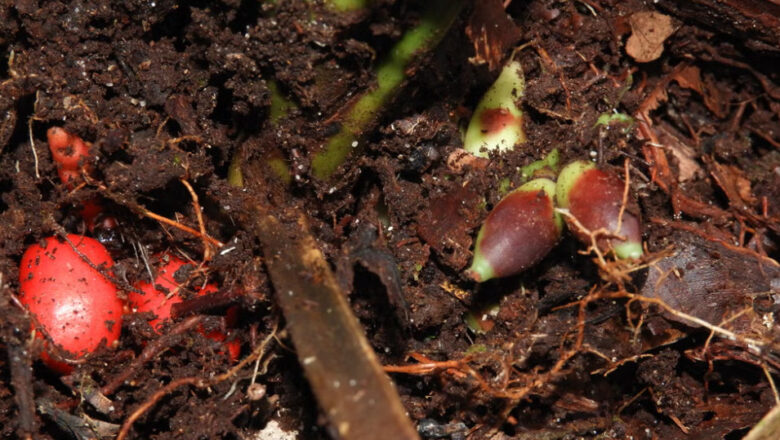 Pinanga Subterranea: New Rare Palm Species Found to Flower Underground