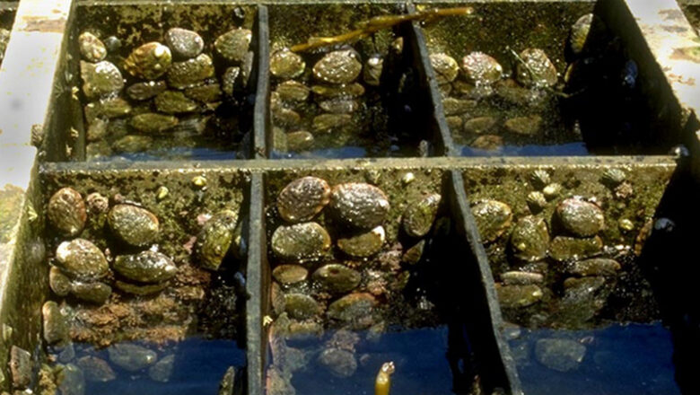 Abalone Farming: Do You Want to Make Money with Abalone?