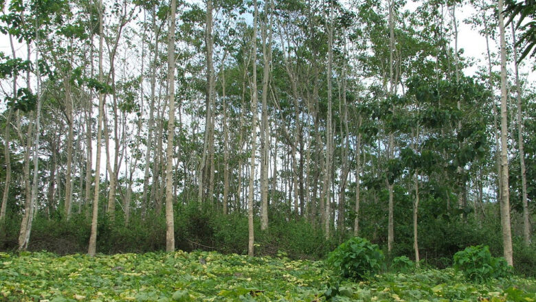 Why Agroforestry is Important in the Philippines