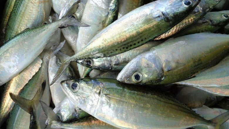 Alumahan Fish: Long-jawed Mackerel Description, Uses, and Benefits
