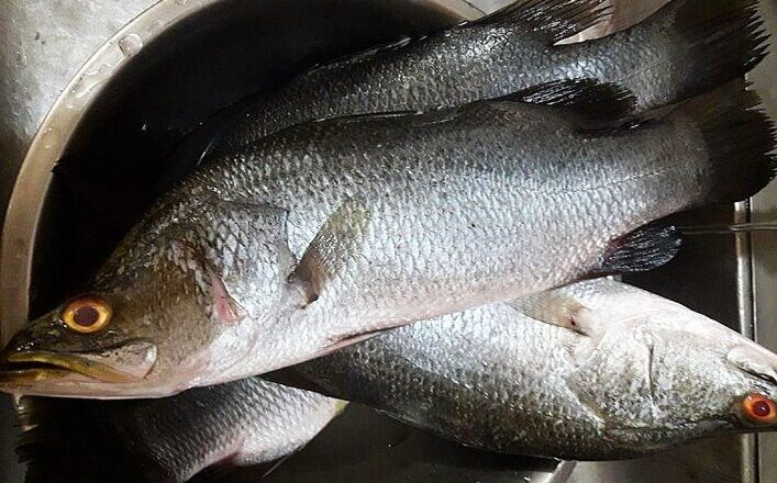Apahap Fish: Sea Bass Description, Uses, and Benefits