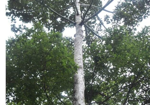 Apitong Tree: All You Need to Know