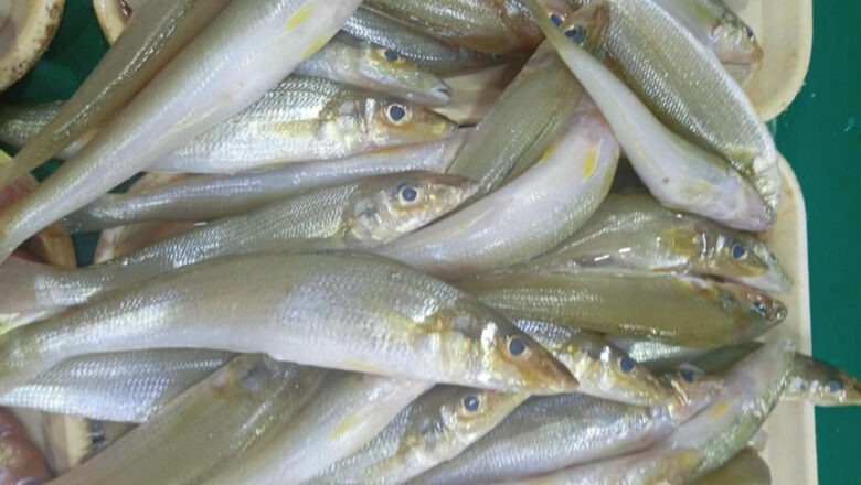 Whiting: Asohos Fish Description, Uses, and Benefits