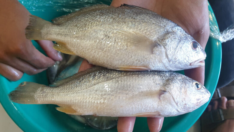Sea Bream: Bakoko Fish Description, Uses, and Benefits