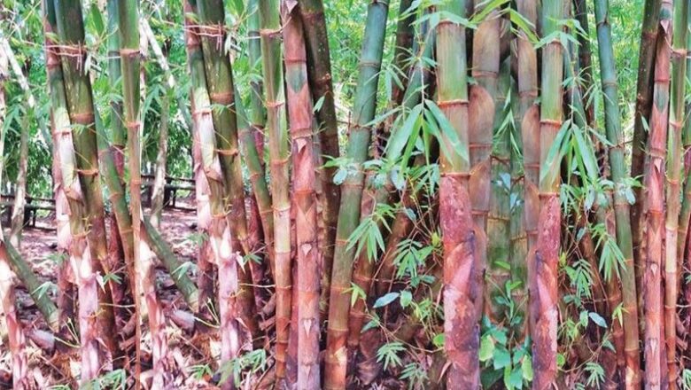 Bamboo Farming and Production in the Philippines