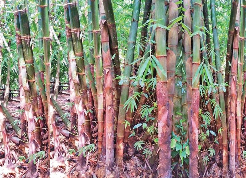 bamboo-flood-control