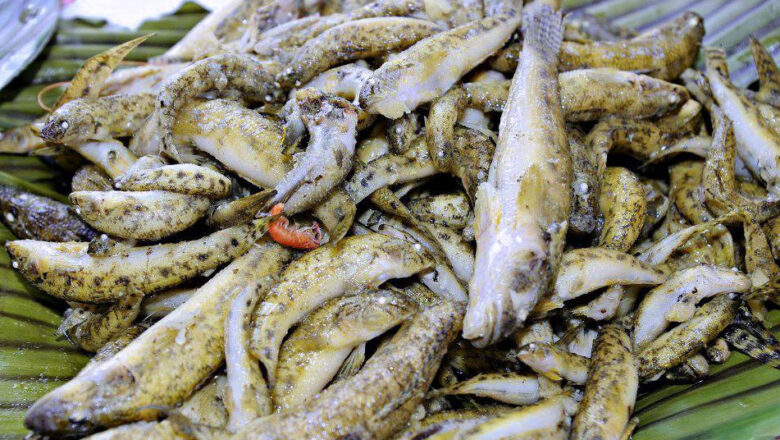Biya or Bunog: 9 Health Benefits of Goby Fish, Description, and Disadvantages