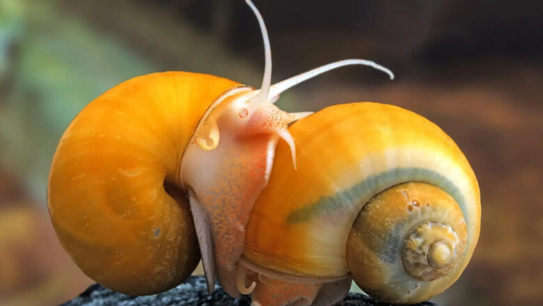 Golden Apple Snail: 4 Health Benefits of Golden Kuhol, Description, and Disadvantages