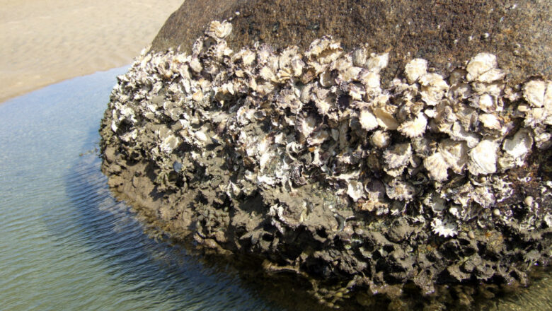 Sisi: 6 Health Benefits of Rock Oyster, and Side Effects