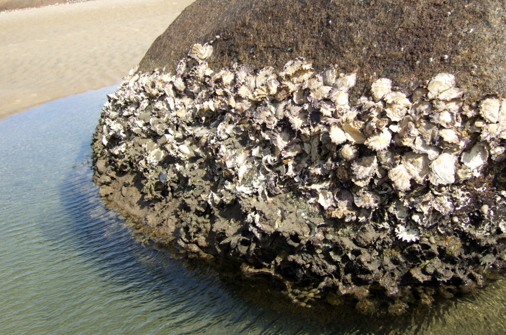 benefits-of-rock-oyster