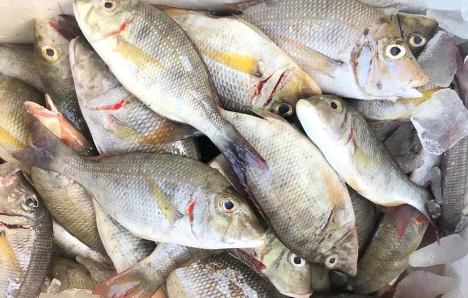 benefits of betilya-fish