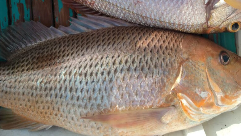 Biloan Fish: Lattice Monocle Bream Benefits, Description, and Disadvantages