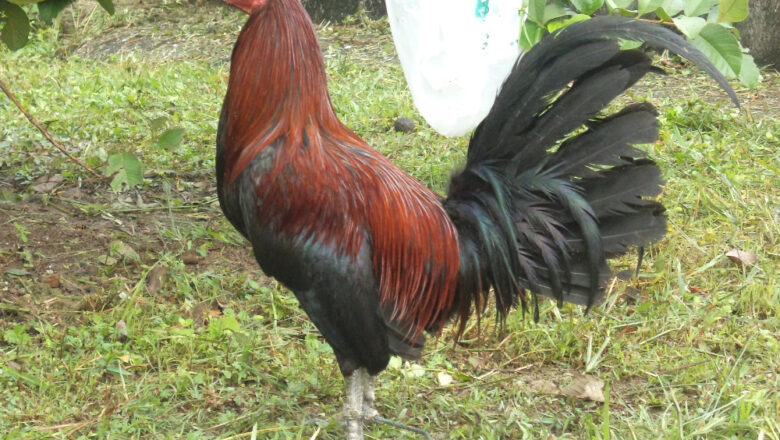 The Brown Red Gamefowl and Its Fighting Style