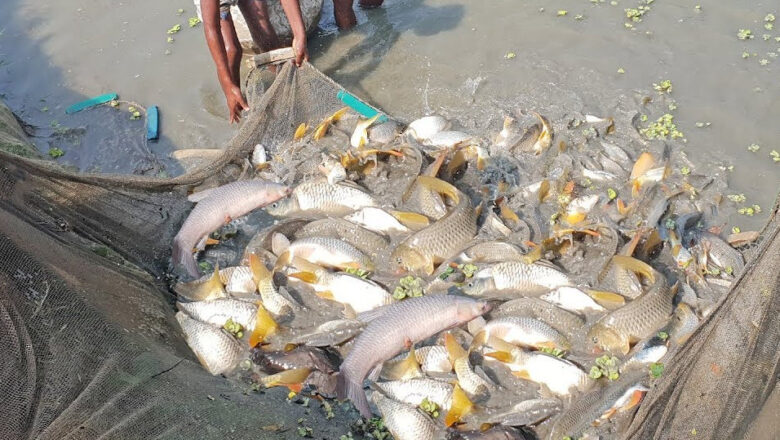 Carp Farming in the Philippines: How to Culture Carp