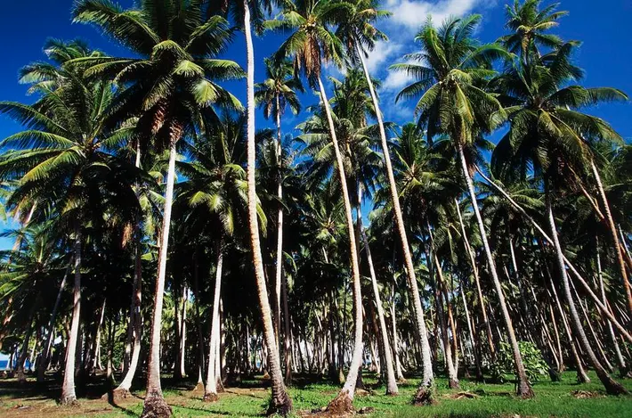 coconut palm trees - one of the best trees for flood control