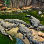 Crocodile Farming in the Philippines: How to Grow and Care for Crocodiles
