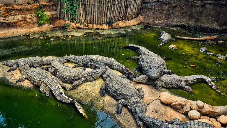 Crocodile Farming in the Philippines: How to Grow and Care for Crocodiles
